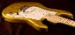 Tyler Studio Elite HD Candy Lemon Yellow Shmear 10022