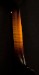 Collings MT Mandolin A2516