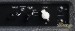 12580-3rd-power-amplification-dual-citizen-amp-head-14eb6f72cec-61.jpg