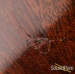 33616-gibson-35-roy-smeck-stage-deluxe-acoustic-guitar-used-194d2de8ee3-31.jpg