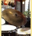 37421-sabian-hh-20-dry-ride-used-195cec2607c-32.jpeg
